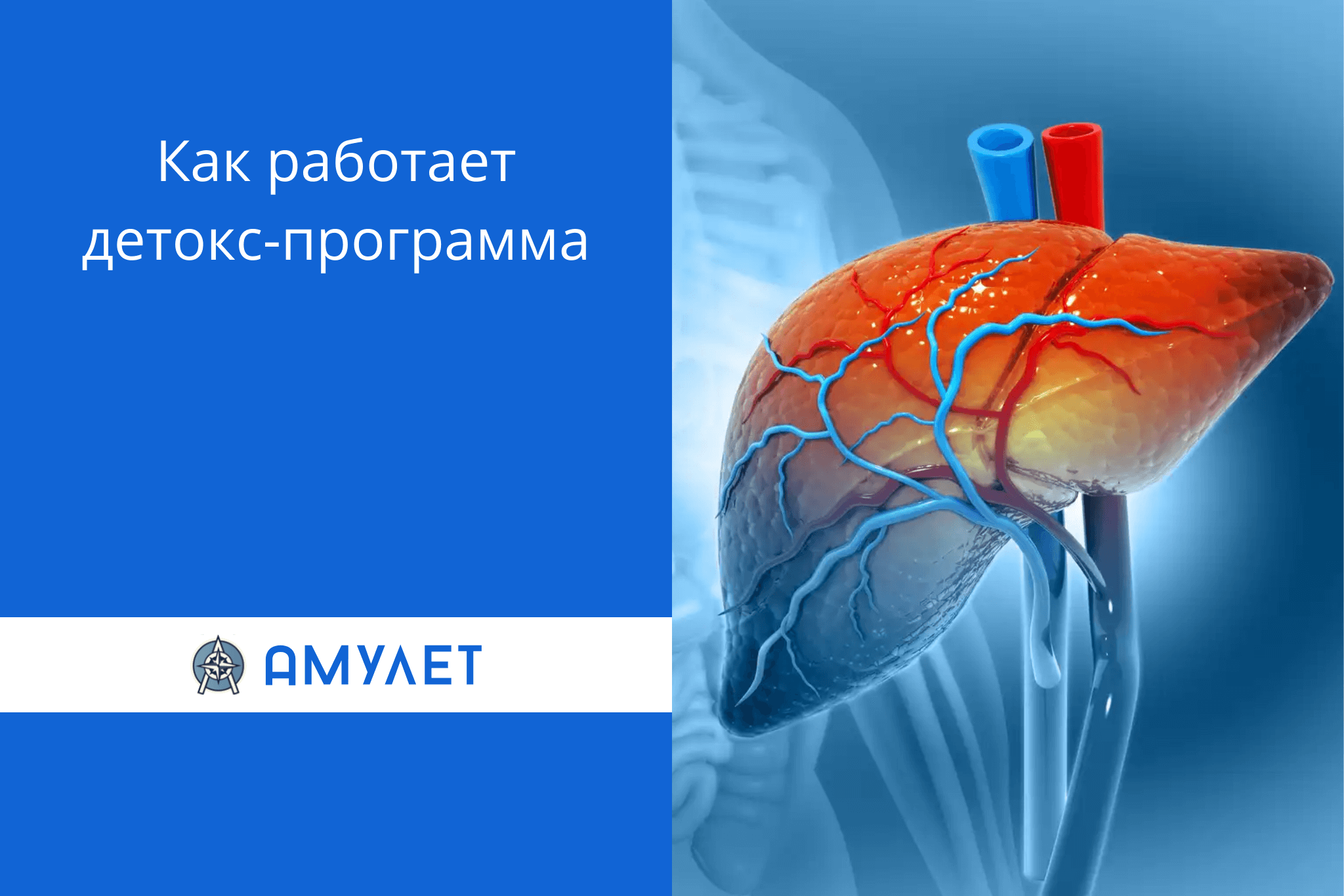 Как работает детокс-программа